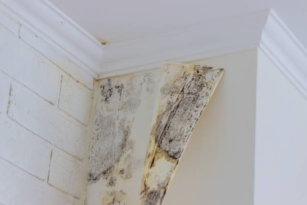 Why You Should Choose Our Mold Remediation Services in Bridgewater, VA